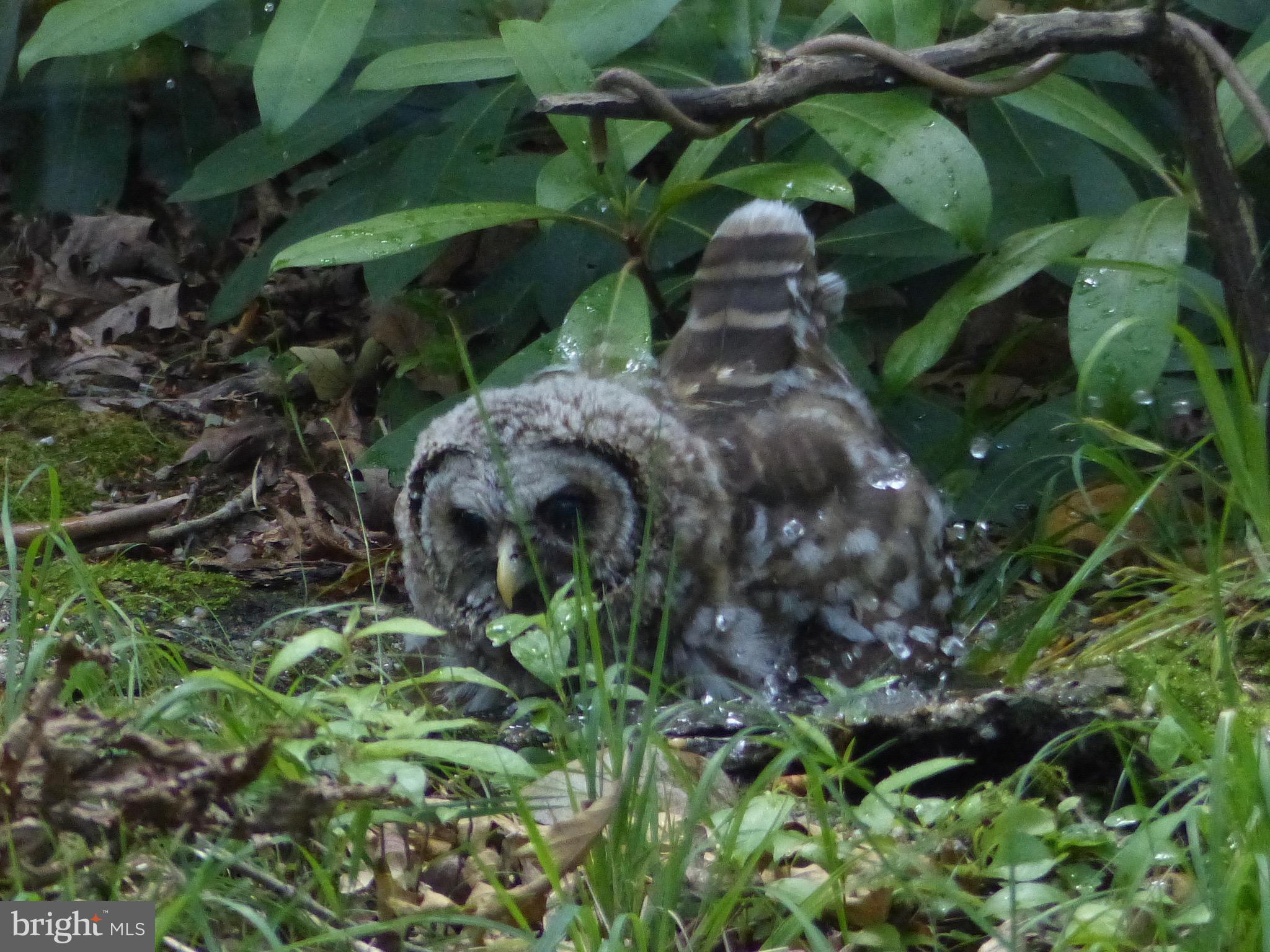 2205 Paul Spring Road Alexandria, VA 22307 - Photo 115 of 131 a close up of a plant in a garden
