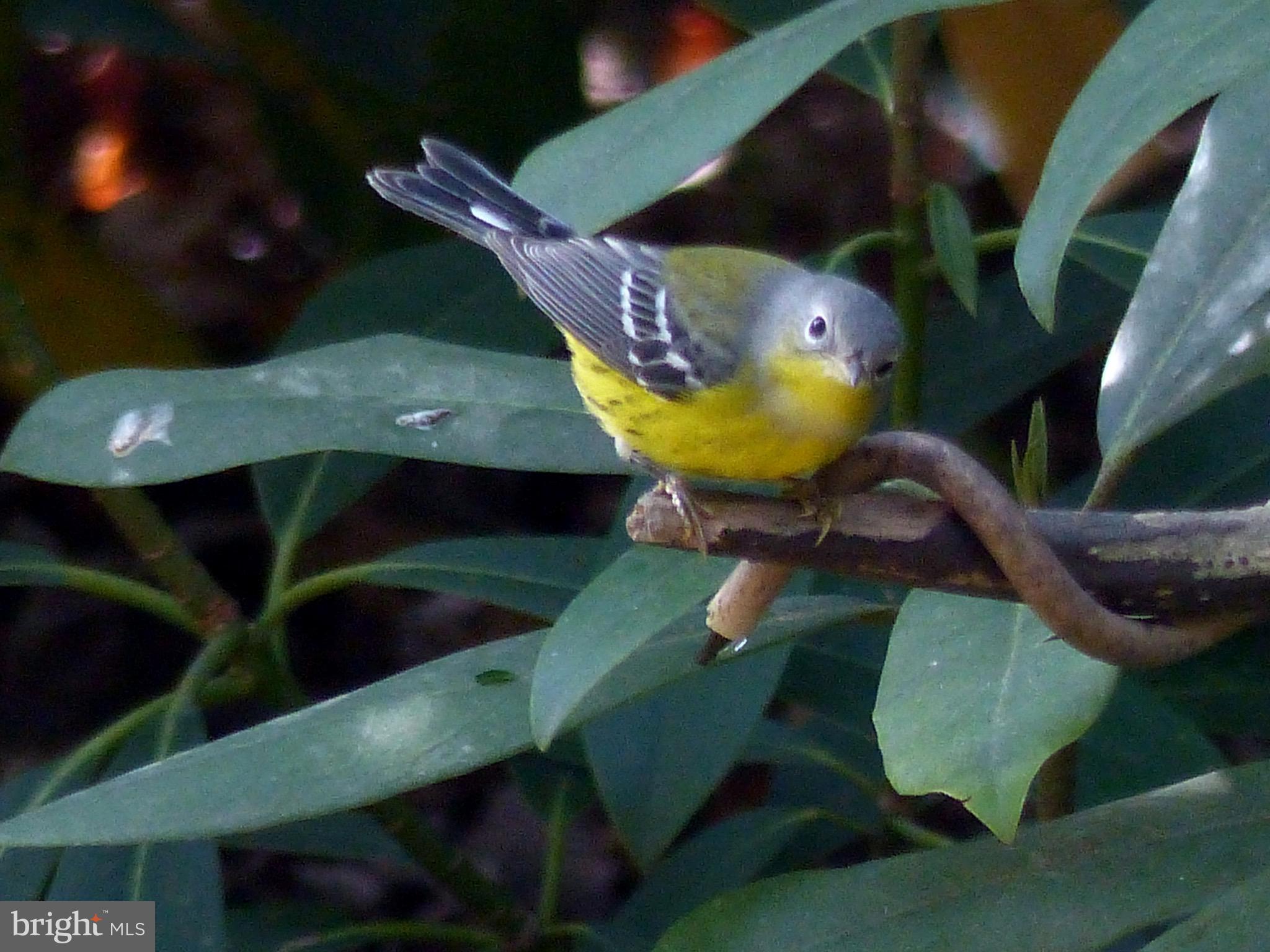 2205 Paul Spring Road Alexandria, VA 22307 - Photo 117 of 131
