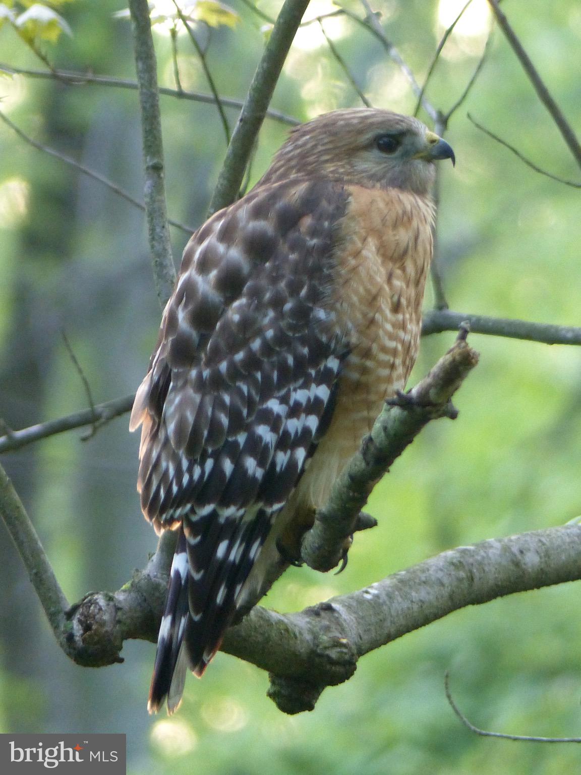 2205 Paul Spring Road Alexandria, VA 22307 - Photo 118 of 131