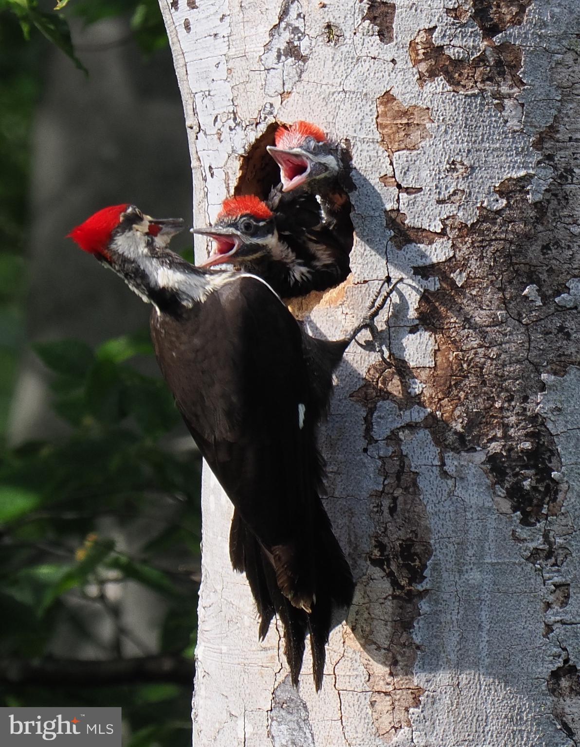 2205 Paul Spring Road Alexandria, VA 22307 - Photo 120 of 131