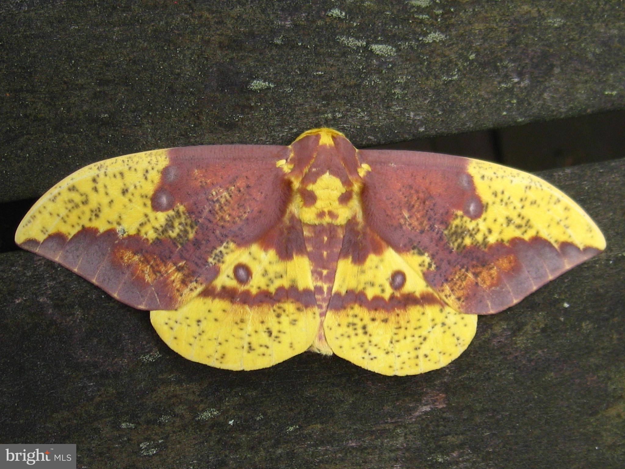 2205 Paul Spring Road Alexandria, VA 22307 - Photo 84 of 131