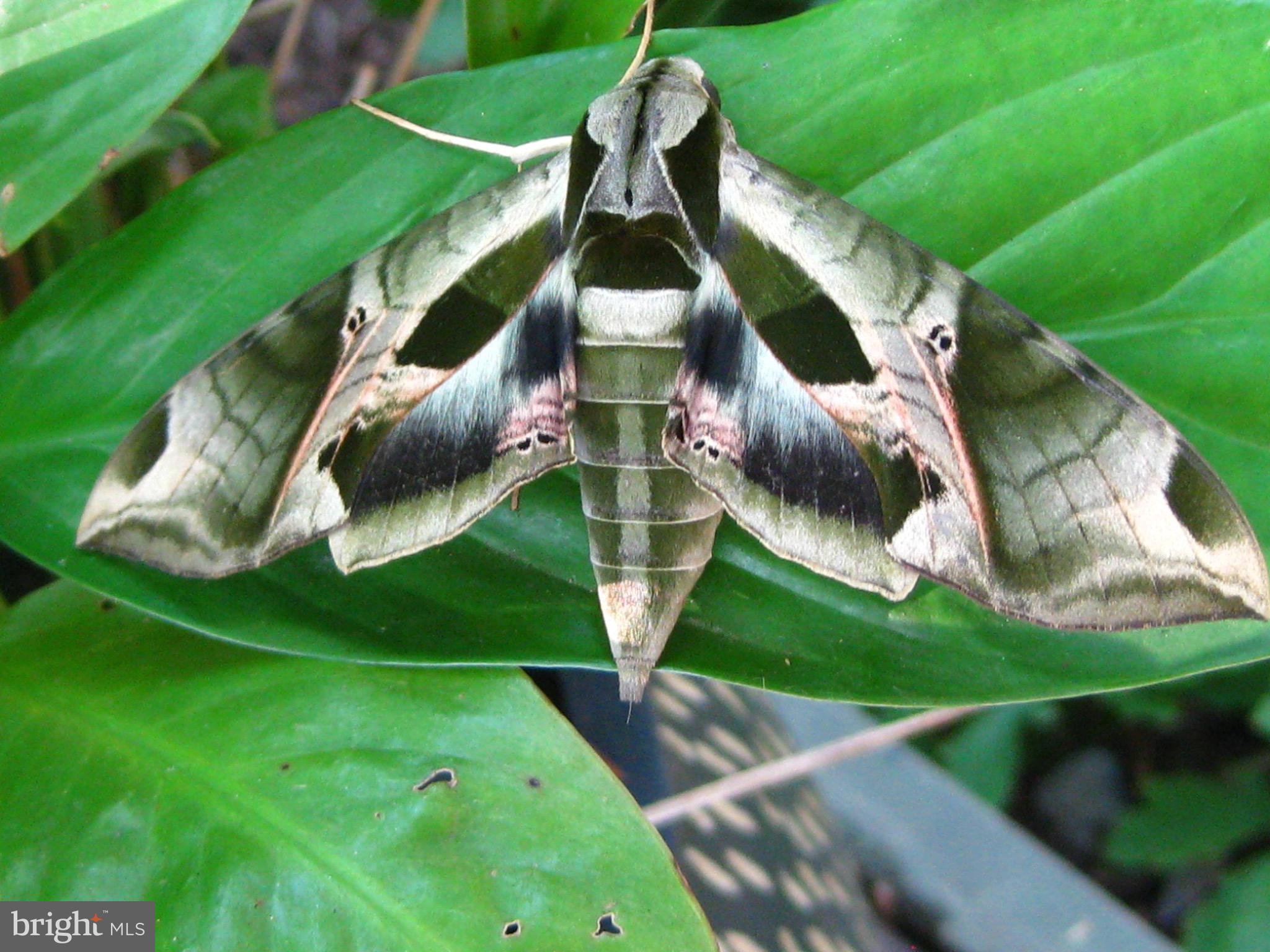 2205 Paul Spring Road Alexandria, VA 22307 - Photo 85 of 131