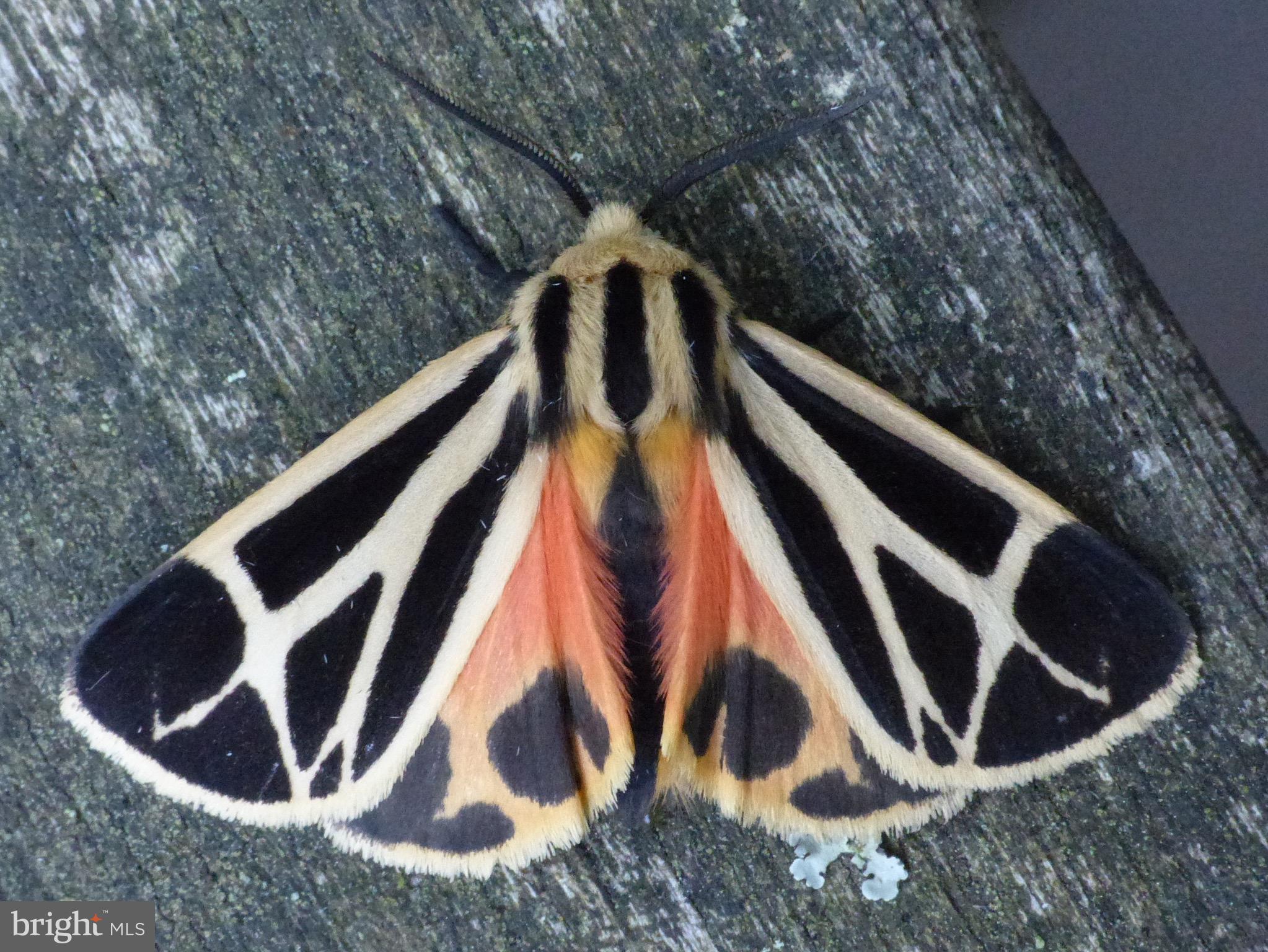 2205 Paul Spring Road Alexandria, VA 22307 - Photo 86 of 131