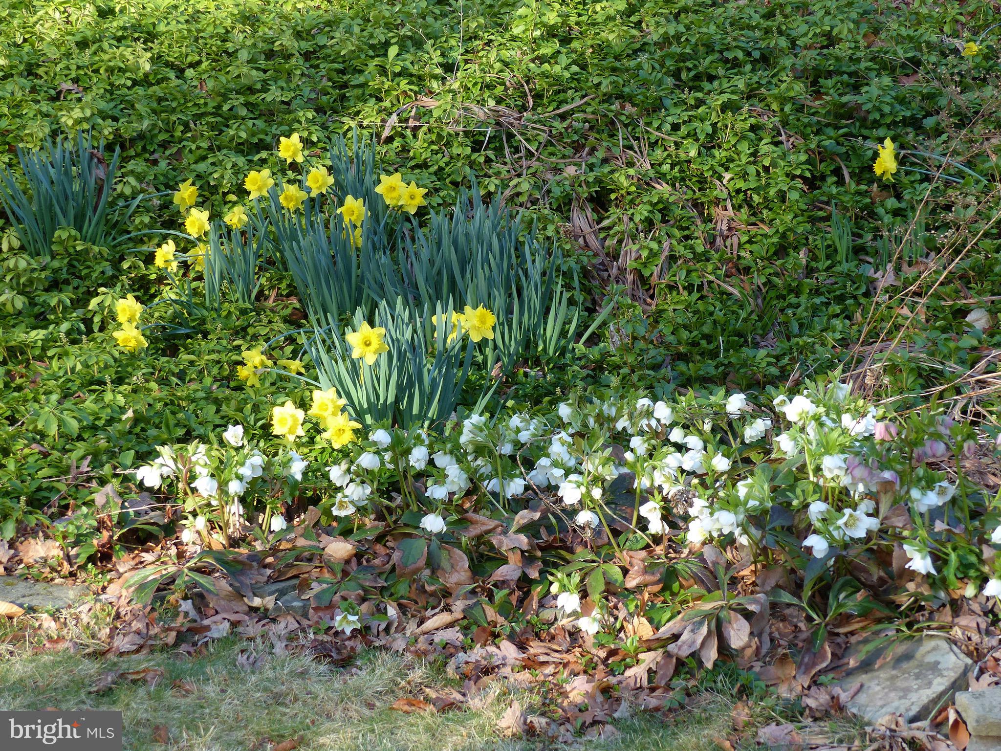 2205 Paul Spring Road Alexandria, VA 22307 - Photo 89 of 131 a view of flowers in a garden