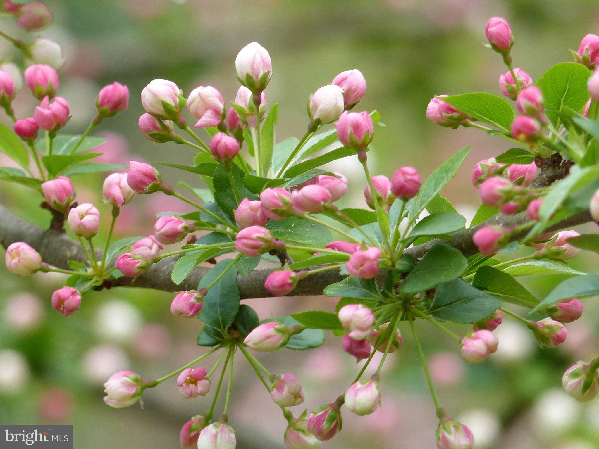 2205 Paul Spring Road Alexandria, VA 22307 - Photo 94 of 131
