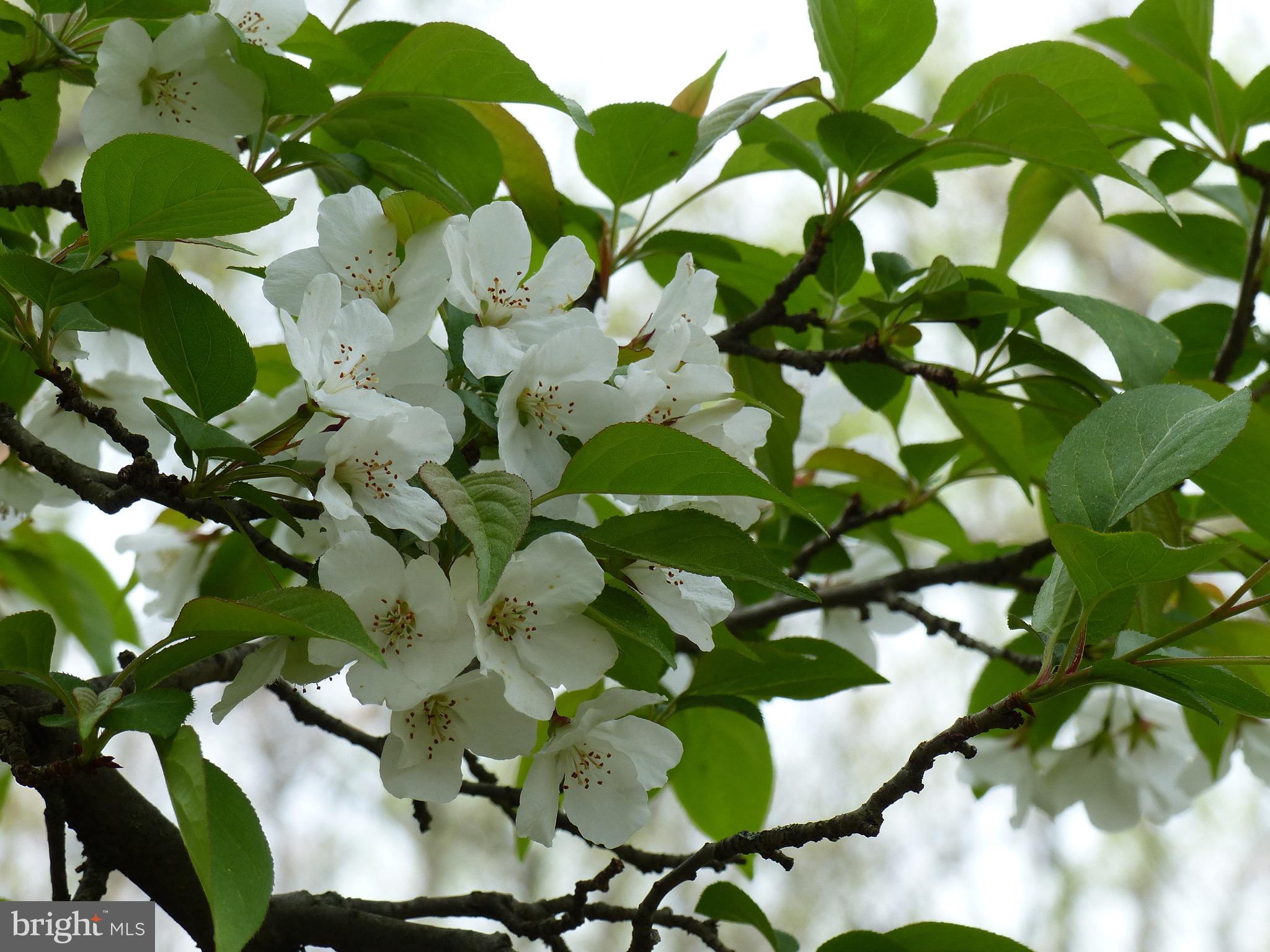 2205 Paul Spring Road Alexandria, VA 22307 - Photo 95 of 131