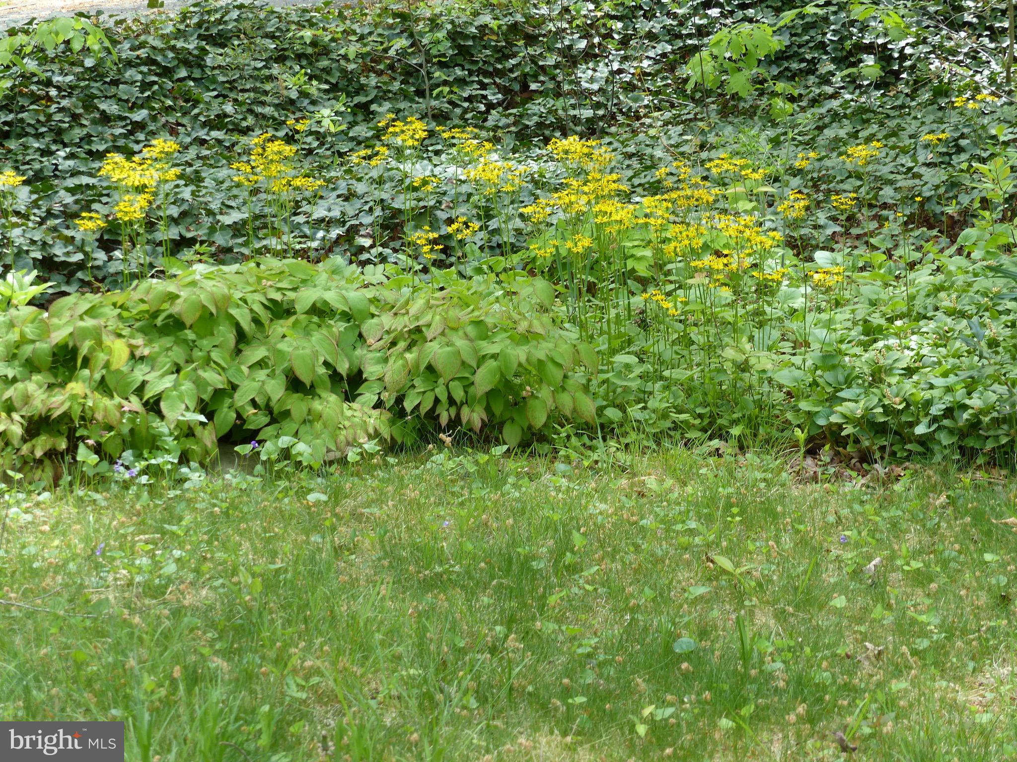 2205 Paul Spring Road Alexandria, VA 22307 - Photo 100 of 131 a view of a lush green space