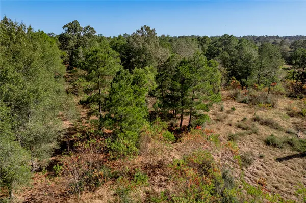a view of a bunch of trees and bushes