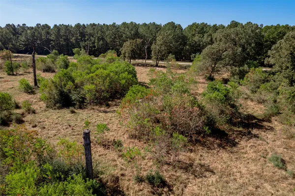 a view of a forest with a tree in the background