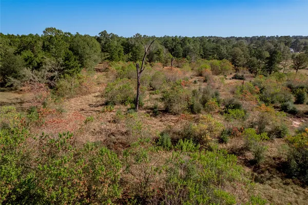a view of a forest with a yard