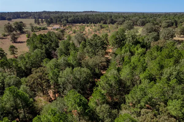 a view of a forest with a forest