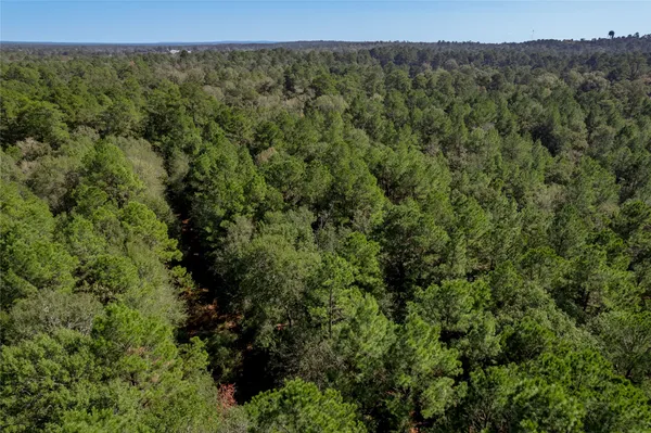 a view of a forest with a street