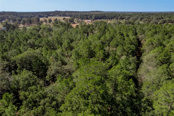a view of a forest with a forest