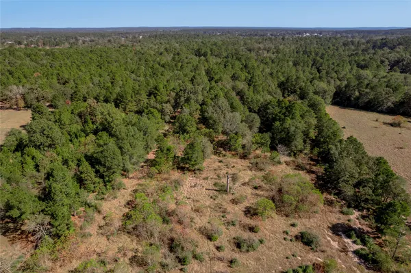 a view of a lush green forest with trees in the background