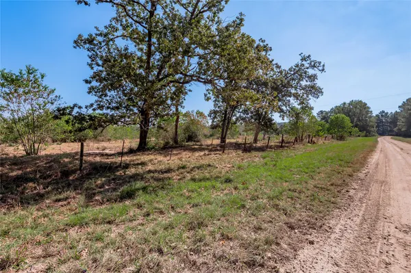 a view of a forest filled with trees
