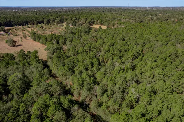 a view of a forest with a street
