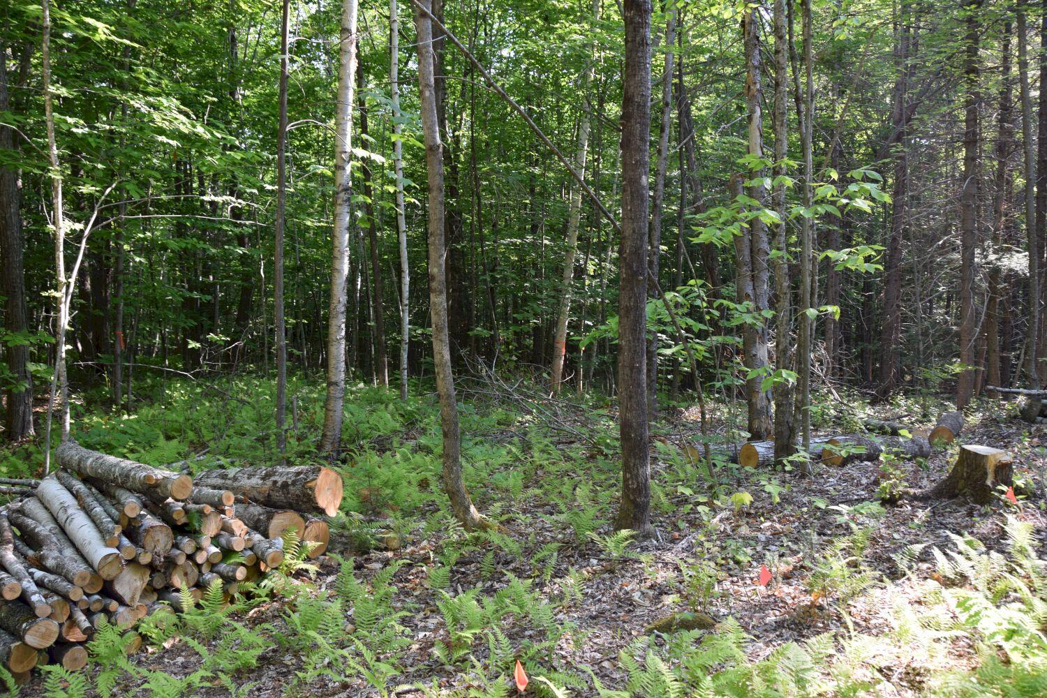 M28-l14-1 Embden Pond Road Embden, ME 04958 - Photo 11 of 14 DSC_0034