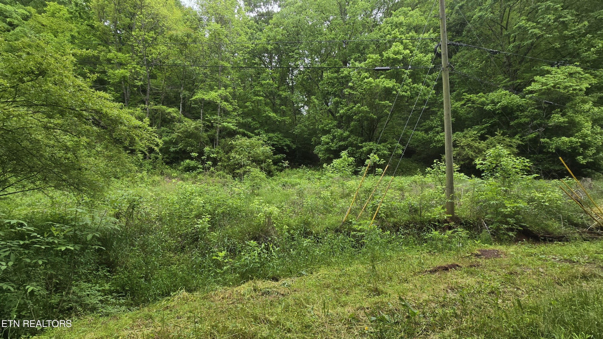 0 Red Ankle Road Sweetwater, TN 37874 - Photo 5 of 32 Gallery Image 5