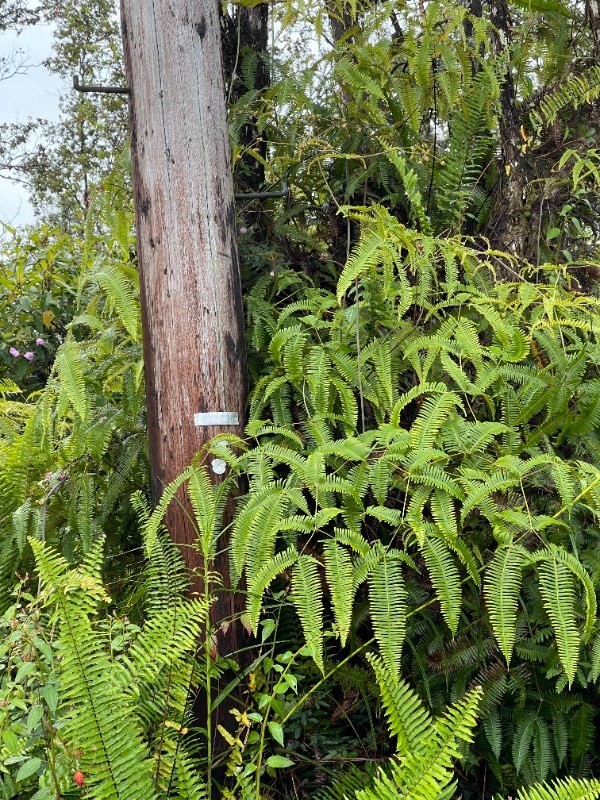 14-3438 Lot 1005 Shell Road Pahoa, HI 96778 - Photo 9 of 10 Gallery Image 9