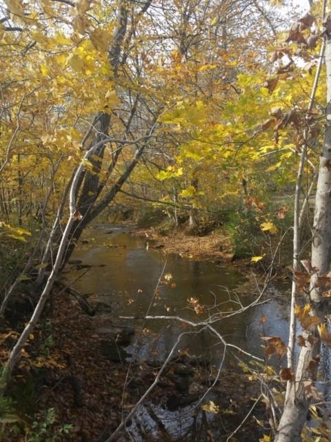 1032 Kaity Brooke Road Portland, TN 37148 - Photo 16 of 23 Beautiful creek !