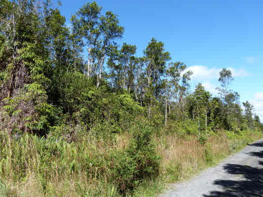 65 Kaleponi Road Pahoa, HI 96778 - Photo 2 of 3 Gallery Image 2