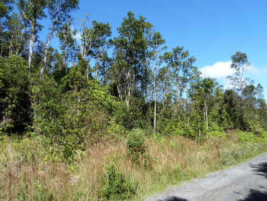 65 Kaleponi Road Pahoa, HI 96778 - Photo 3 of 3 Gallery Image 3