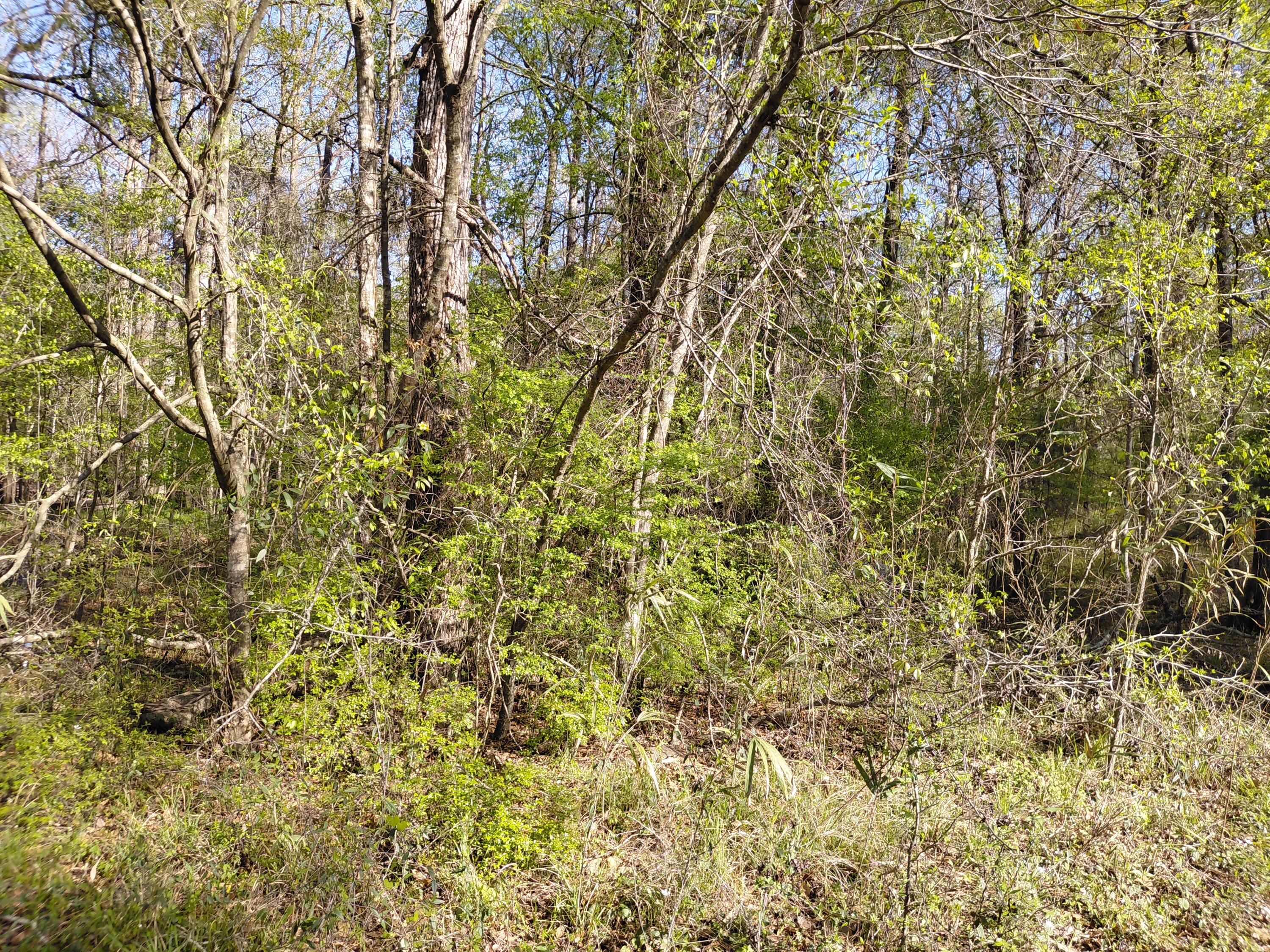 Lot 2-3 Gator Cove Ridgeville, SC 29472 - Photo 5 of 5