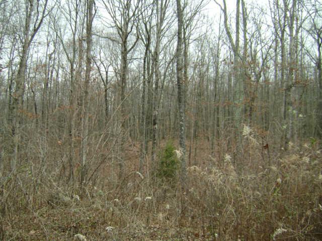 24 Pigeon Spur Road Tracy City, TN 37387 - Photo 8 of 12 Rolling terrain
