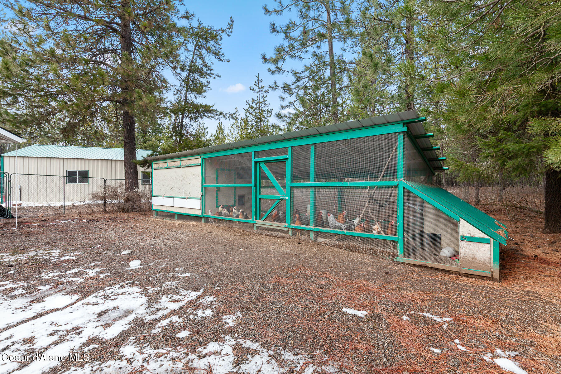 32053 East Red Dell Loop Athol, ID 83801 - Photo 15 of 47 Chickens can be stay