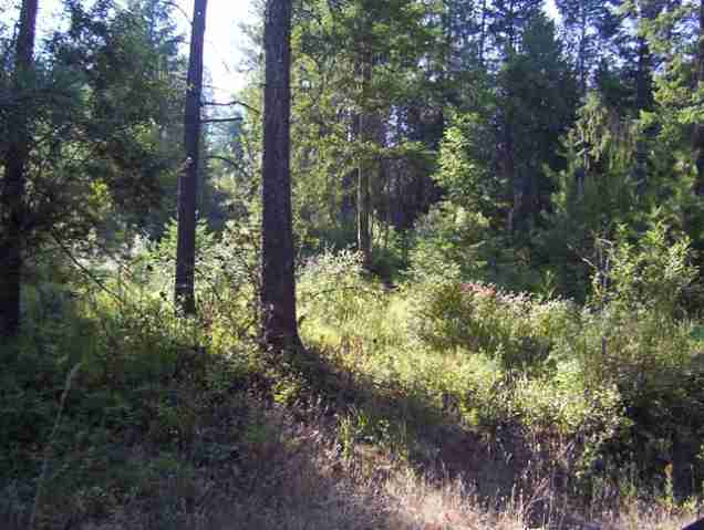 0 Labrador Retriver Chattaroy, WA 99003 - Photo 3 of 9 Gallery Image 3