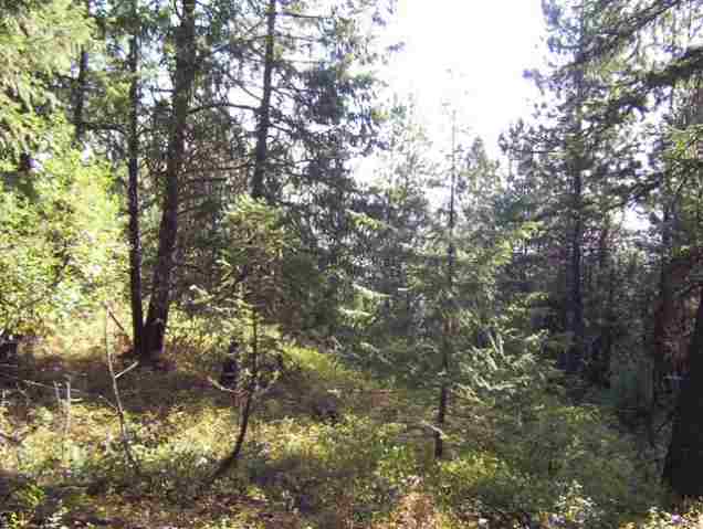 0 Labrador Retriver Chattaroy, WA 99003 - Photo 7 of 9 Gallery Image 7