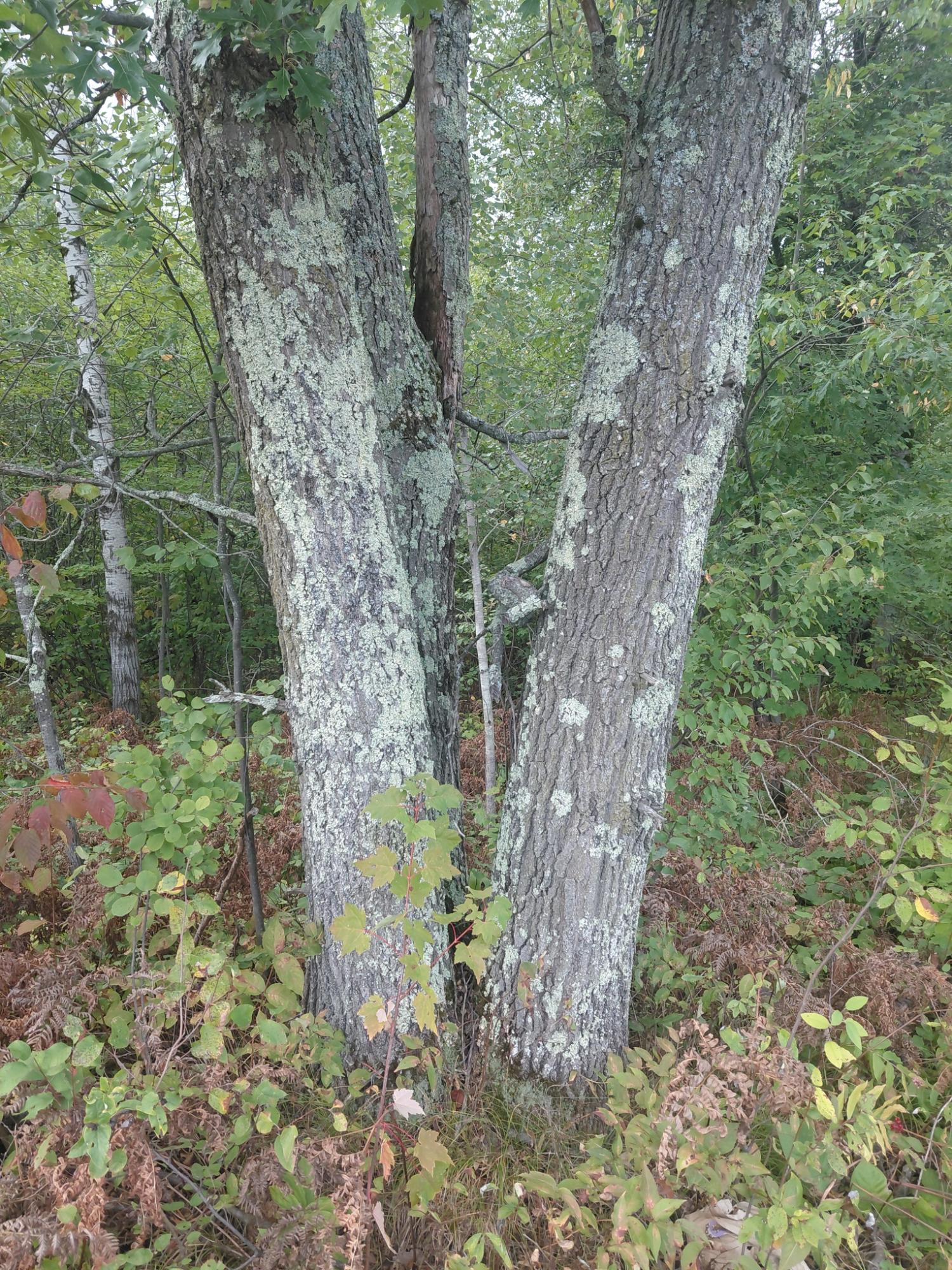8 Rhinelander Wi 54501 Rhinelander, WI 54501 - Photo 4 of 6 Gallery Image 4