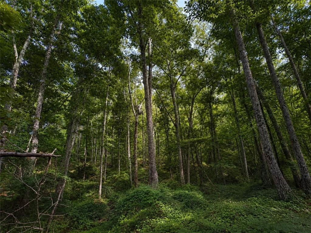 0 Gadsden Road Southwest Cave Spring, GA 30124 - Photo 2 of 19 a view of lush green forest