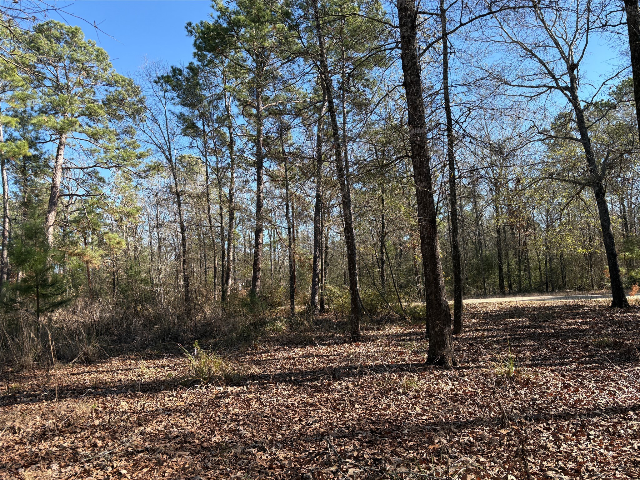 295 Lakecrest Livingston, TX 77351 - Photo 2 of 12 a backyard of a house with lots of green space