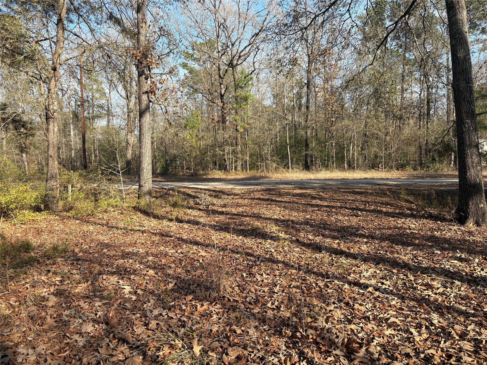 295 Lakecrest Livingston, TX 77351 - Photo 3 of 12 a view of dirt yard with trees