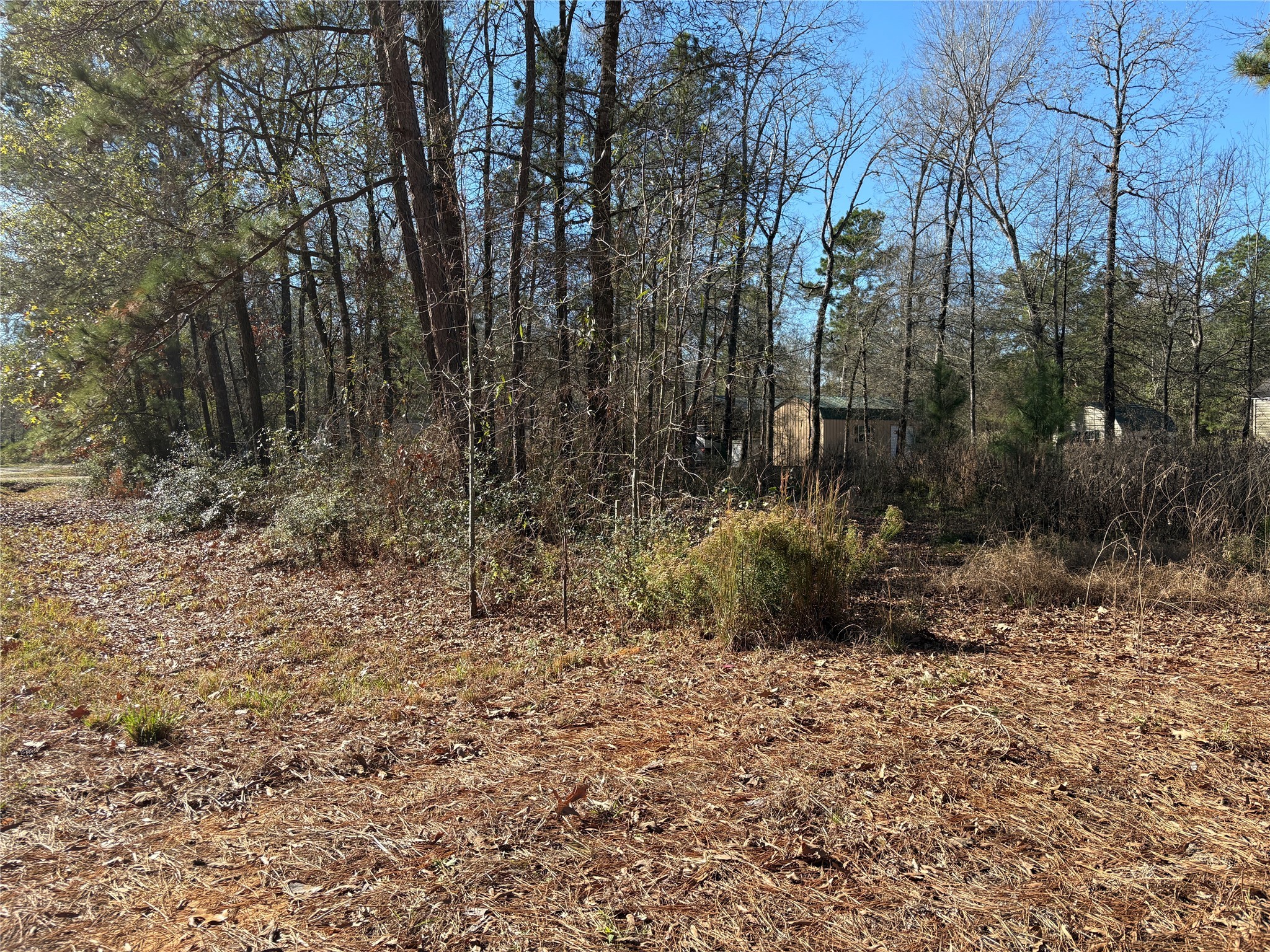295 Lakecrest Livingston, TX 77351 - Photo 5 of 12 a view of a yard with plants and large trees