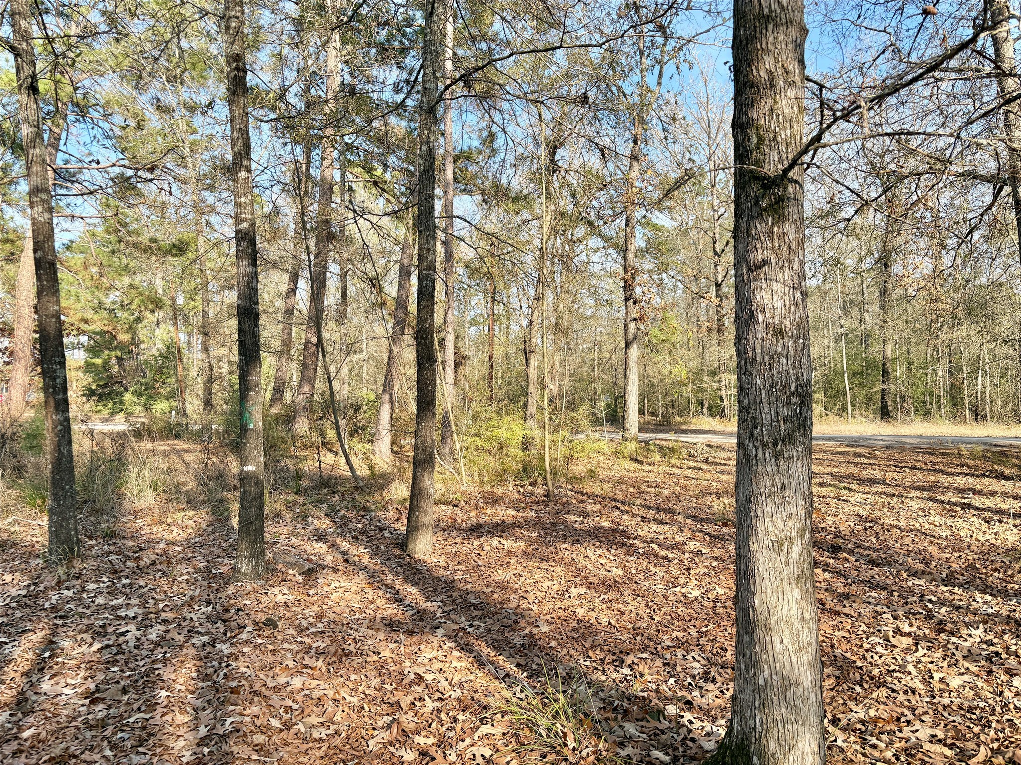 295 Lakecrest Livingston, TX 77351 - Photo 6 of 12 a view of a yard with plants and trees