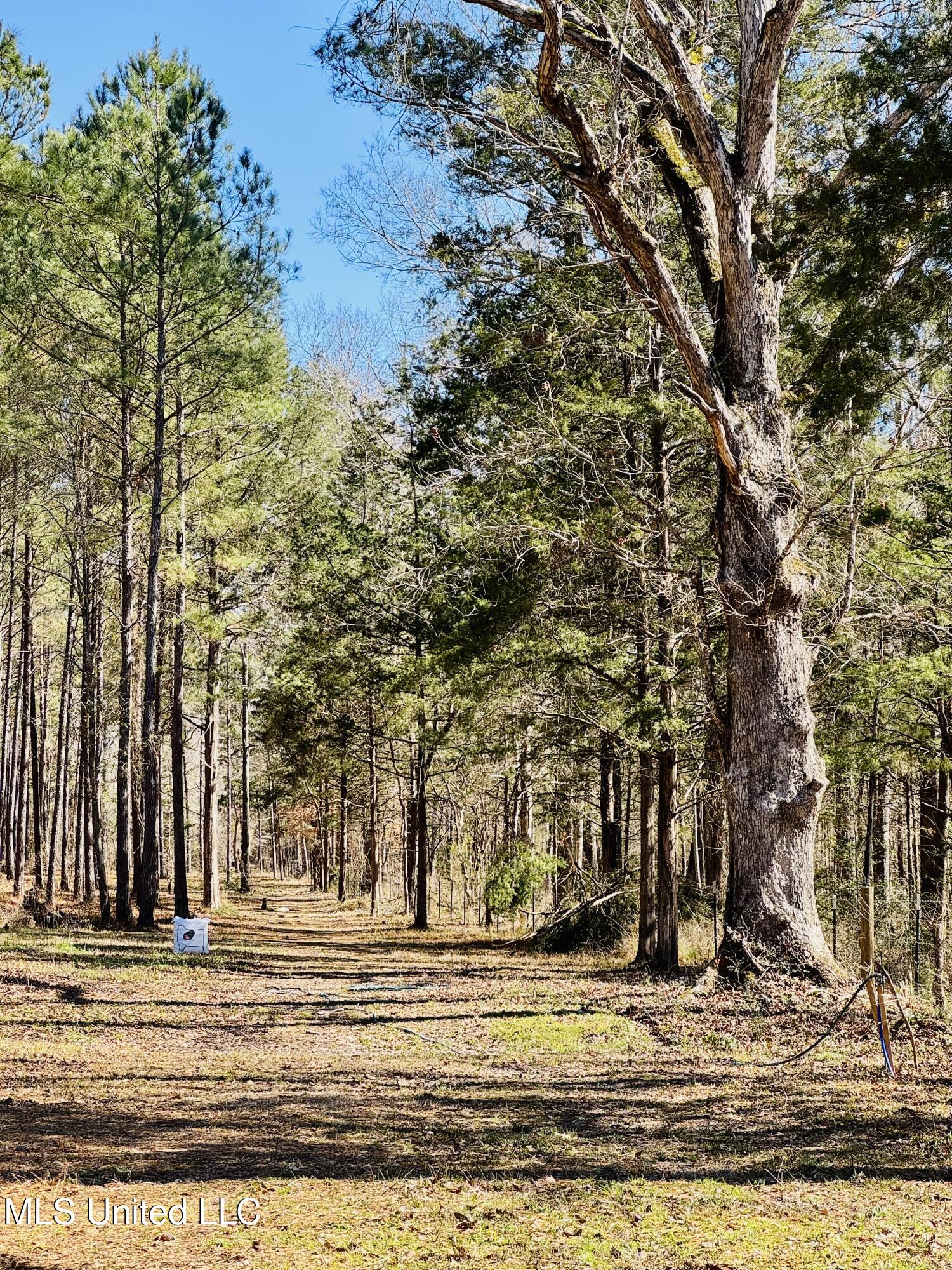 104 Mamie Mangum Road Florence, MS 39073 - Photo 7 of 11 IMG_8497