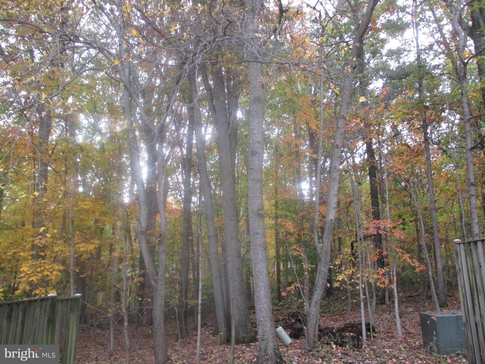 2424 Ansdel Court Reston, VA 20191 - Photo 24 of 25 View from the home into Reston parkland
