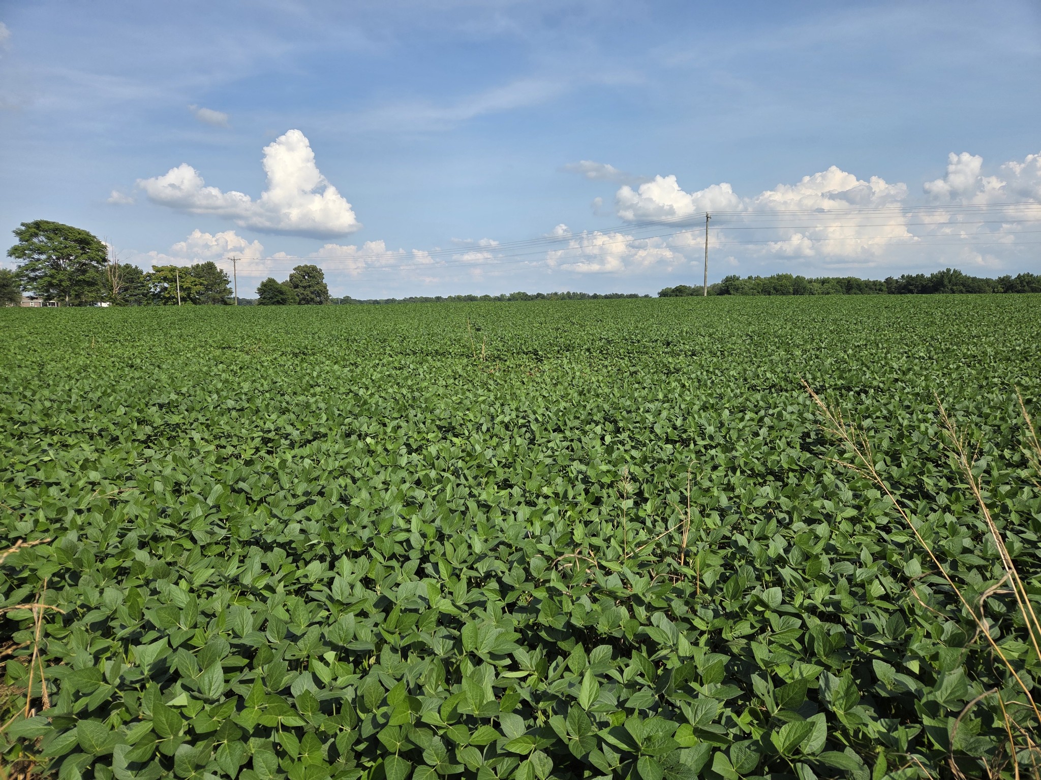 0 Power Station Road Taft, TN 38488 - Photo 3 of 4