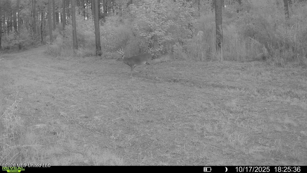 425 Rose Hill Road Bentonia, MS 39040 - Photo 97 of 150 9E56368E-9AC2-47DA-A036-67E049915B73_1_1