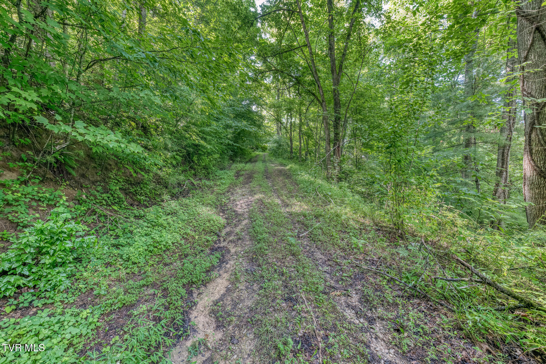 Tbd East Fire Tower Road Mountain City, TN 37683 - Photo 7 of 23 TBD Fire Tower Rd-25