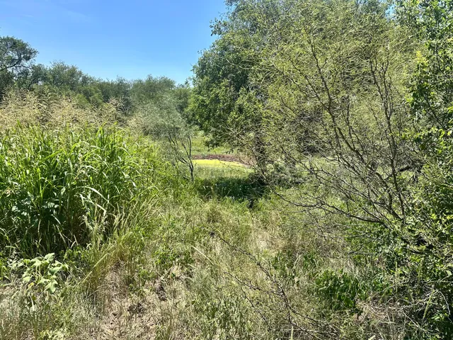 a view of a green field with lots of bushes