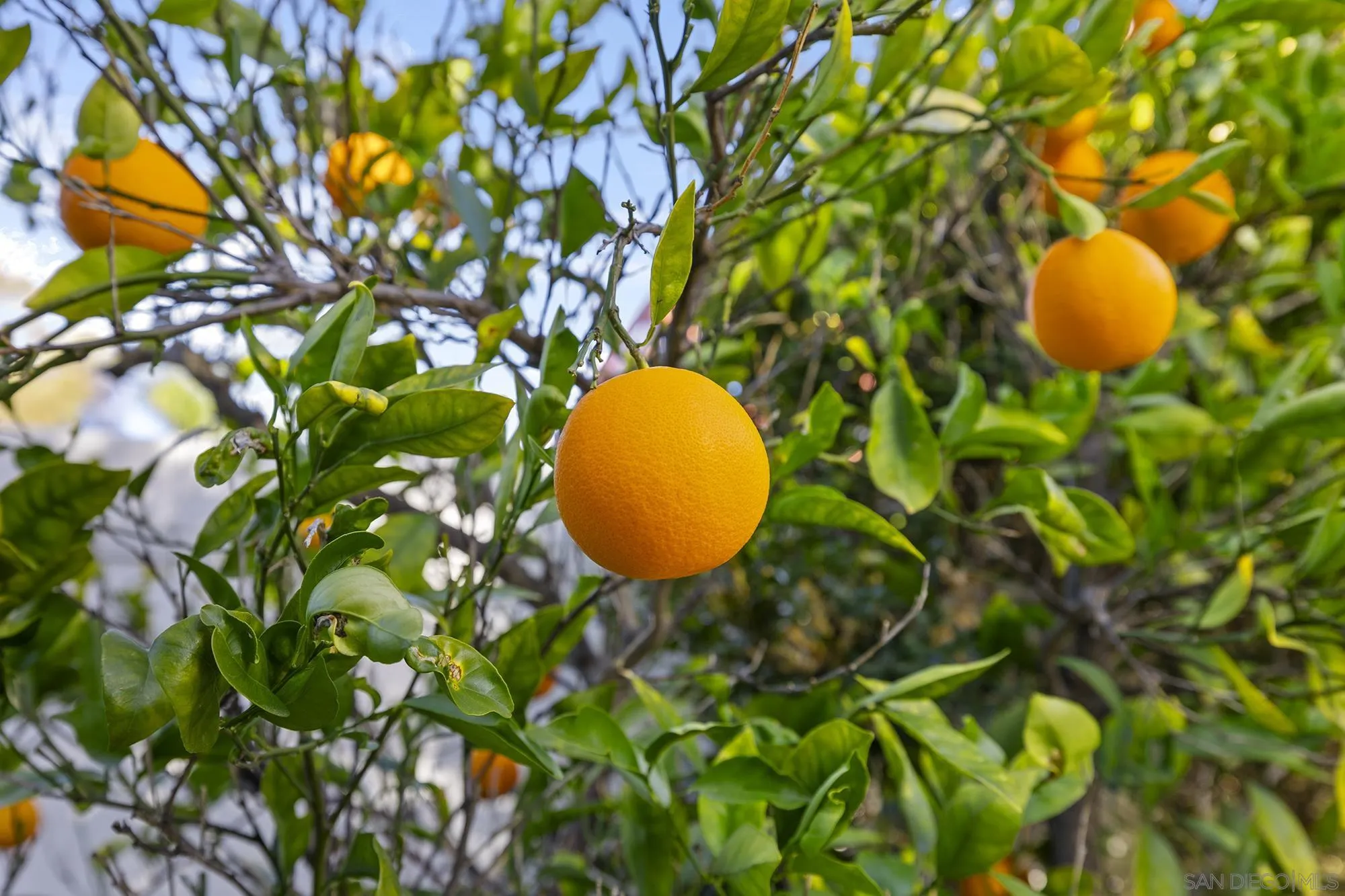 31450 Corte Rimola Temecula, CA 92592 - Photo 24 of 31 a view of a tree with a plant