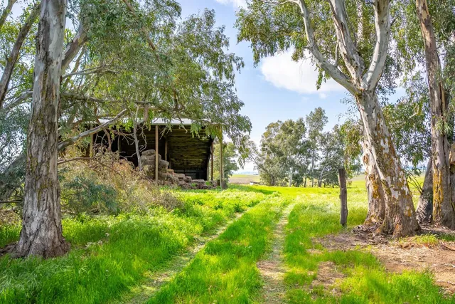 a view of a yard with plants and trees