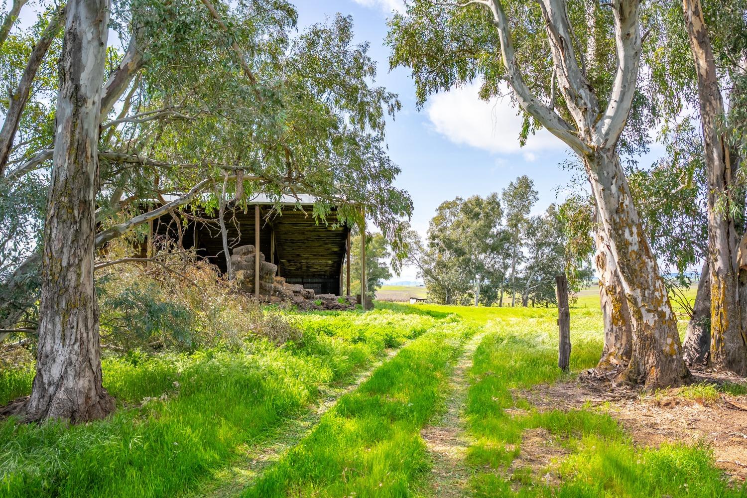 0 County Road 48 Willows, CA 95988 - Photo 21 of 53 a view of a yard with plants and trees