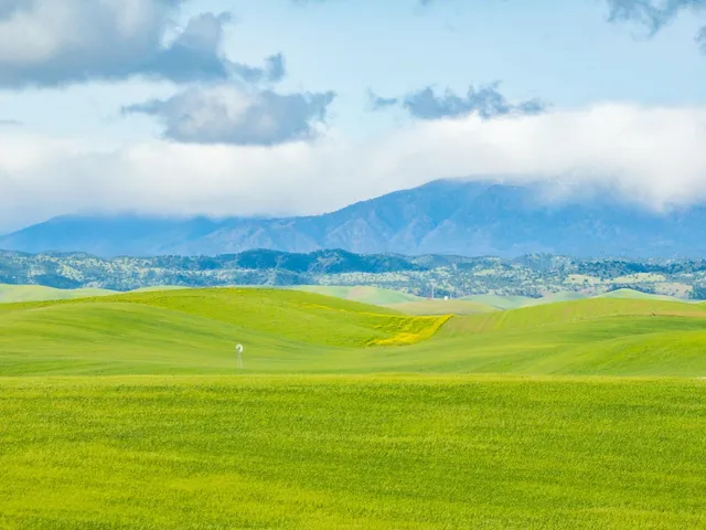a view of a big yard with plants and large trees