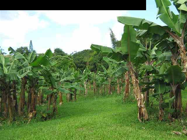 180 Ulaino Road Hana, HI 96713 - Photo 23 of 26 a view of a garden