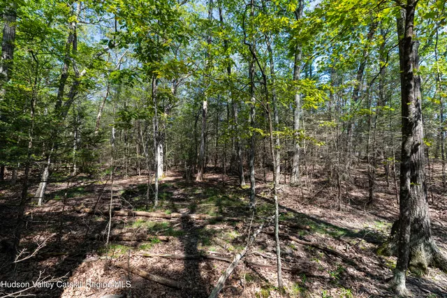 a view of a forest with trees