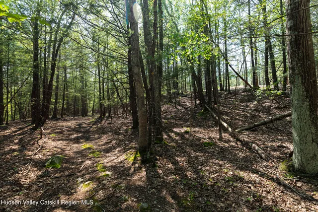 a view of a forest filled with trees